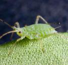 Acyrthosiphon kondoi0125