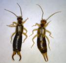 europeanearwig
