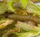 sample-gallery-thumb