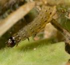 sample-gallery-thumb