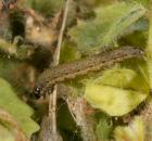 sample-gallery-thumb