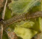 sample-gallery-thumb