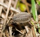 sample-gallery-thumb