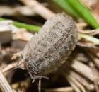 sample-gallery-thumb