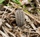 sample-gallery-thumb