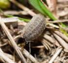 sample-gallery-thumb