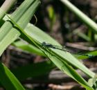 sample-gallery-thumb