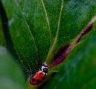 sample-gallery-thumb