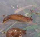 sample-gallery-thumb