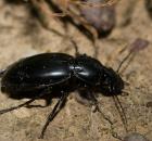 sample-gallery-thumb