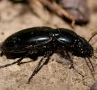 sample-gallery-thumb