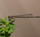 sample-gallery-thumb