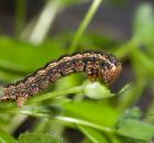 sample-gallery-thumb