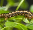 sample-gallery-thumb