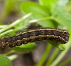 sample-gallery-thumb