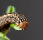 sample-gallery-thumb