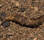 sample-gallery-thumb