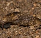 sample-gallery-thumb