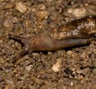 sample-gallery-thumb