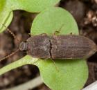 sample-gallery-thumb