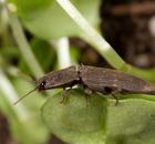 sample-gallery-thumb