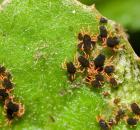 sample-gallery-thumb