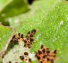 sample-gallery-thumb