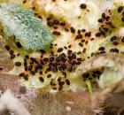 sample-gallery-thumb