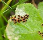 sample-gallery-thumb