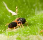 sample-gallery-thumb