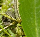 sample-gallery-thumb