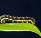 sample-gallery-thumb