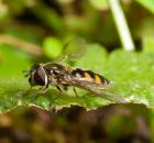 sample-gallery-thumb