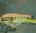 sample-gallery-thumb