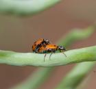 sample-gallery-thumb