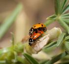 sample-gallery-thumb