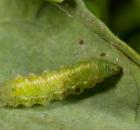 sample-gallery-thumb