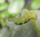 sample-gallery-thumb