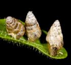 sample-gallery-thumb