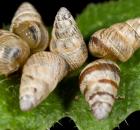 sample-gallery-thumb