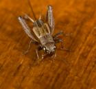 sample-gallery-thumb