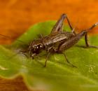 sample-gallery-thumb