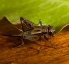 sample-gallery-thumb