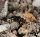 sample-gallery-thumb