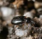 sample-gallery-thumb