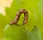 sample-gallery-thumb