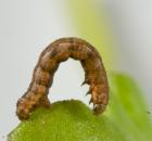 sample-gallery-thumb