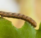 sample-gallery-thumb