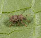 sample-gallery-thumb