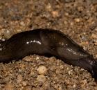 sample-gallery-thumb